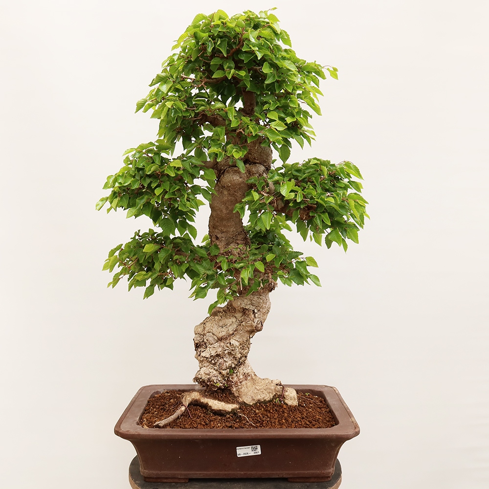 Kültéri bonsai -Carpinus Coreana - Koreai gyertyánfa