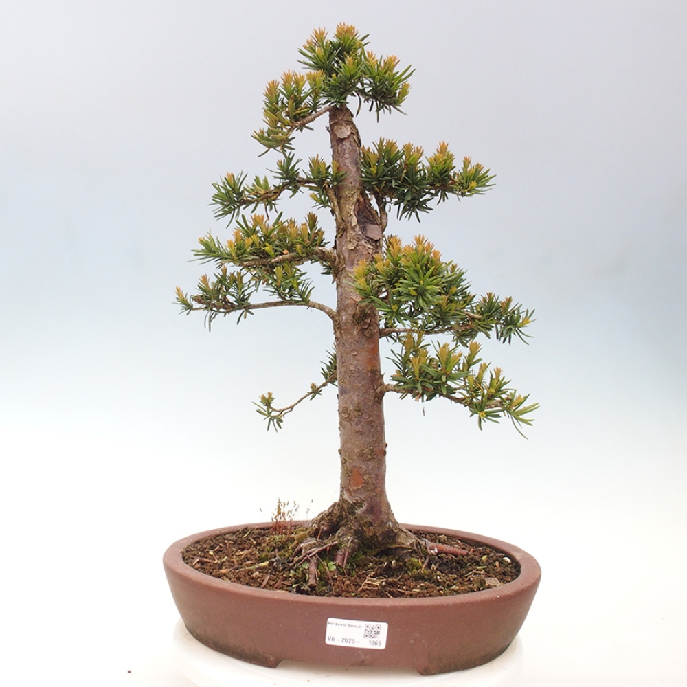 Kültéri bonsai - Taxus cuspidata - japán tiszafa