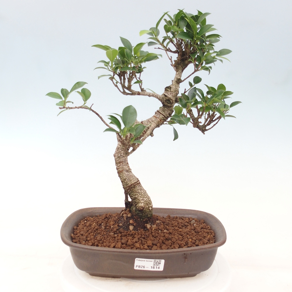 Szobai bonsai - Ficus kimmen - kislevelű fikusz