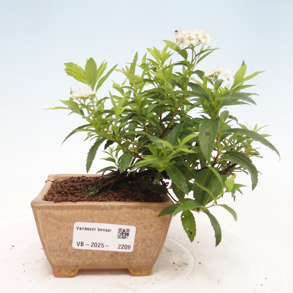 Kültéri bonsai - Spirea japonica GENPSI