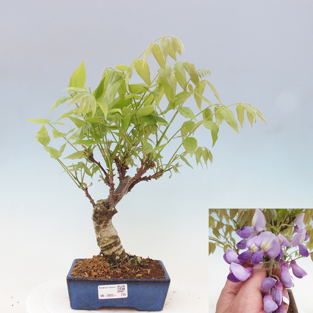 Kültéri bonsai - Wisteria floribunda