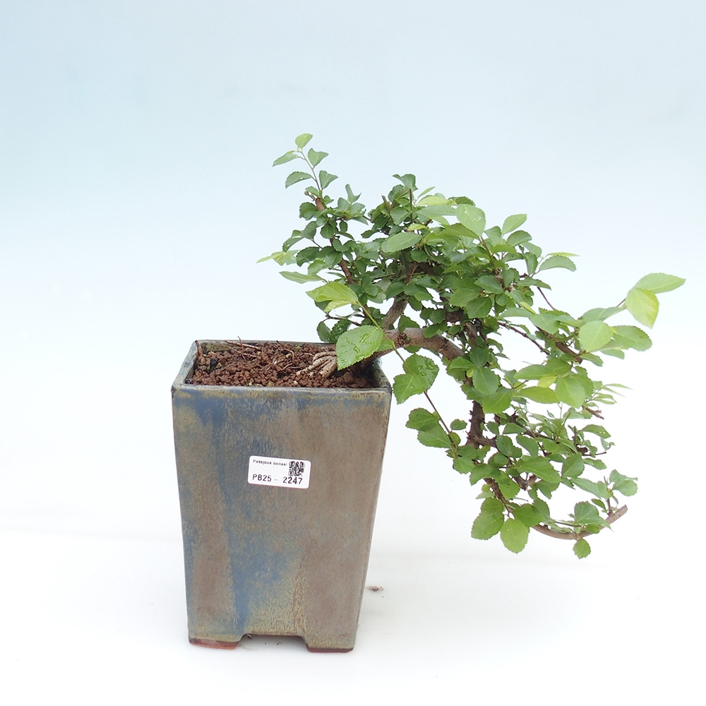 Beltéri bonsai - Grewia occidentalis - Levendula csillaghal