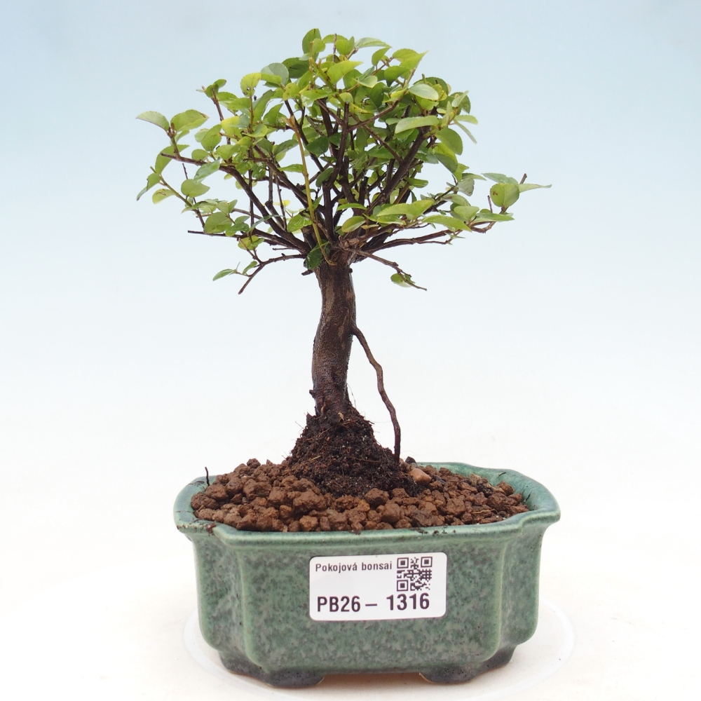 Szobai bonsai - Sageretia thea - Sageretia thea