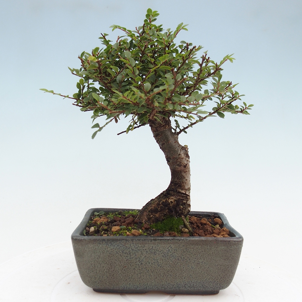 Kültéri bonsai - Ulmus parvifolia Hokkaido - Kínai szil - Ulmus parvifolia Hokkaido