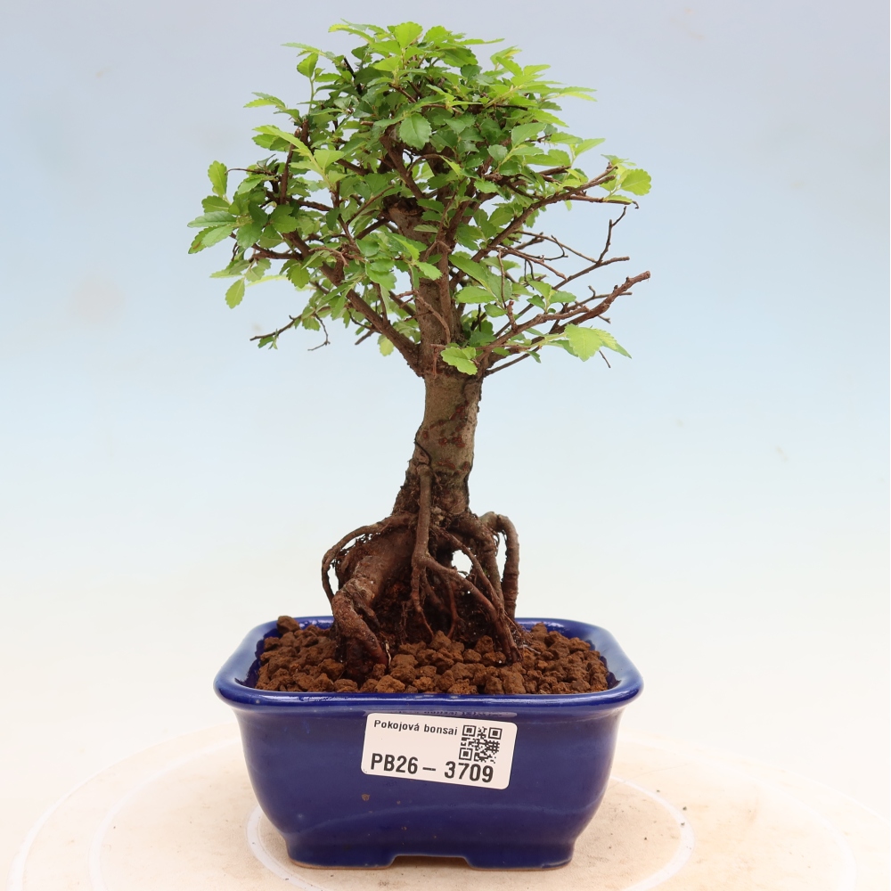Szobai bonsai - Ulmus parvifolia - Kislevelű szilfa