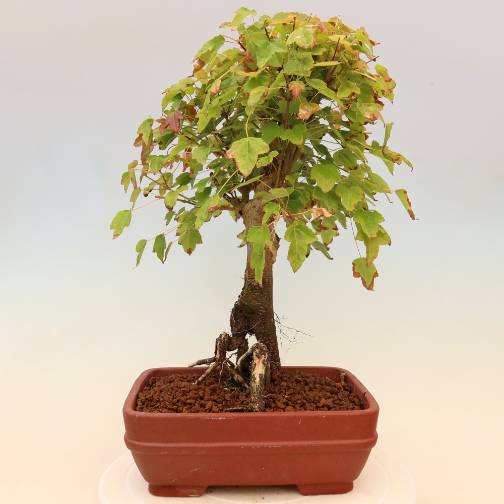 Kültéri bonsai - Juhar Burger - Acer Burgerianum
