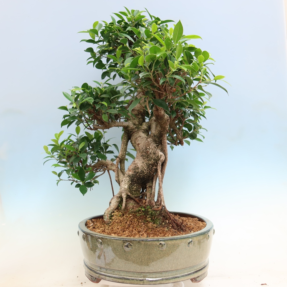 Szobai bonsai - Ficus kimmen - kislevelű fikusz