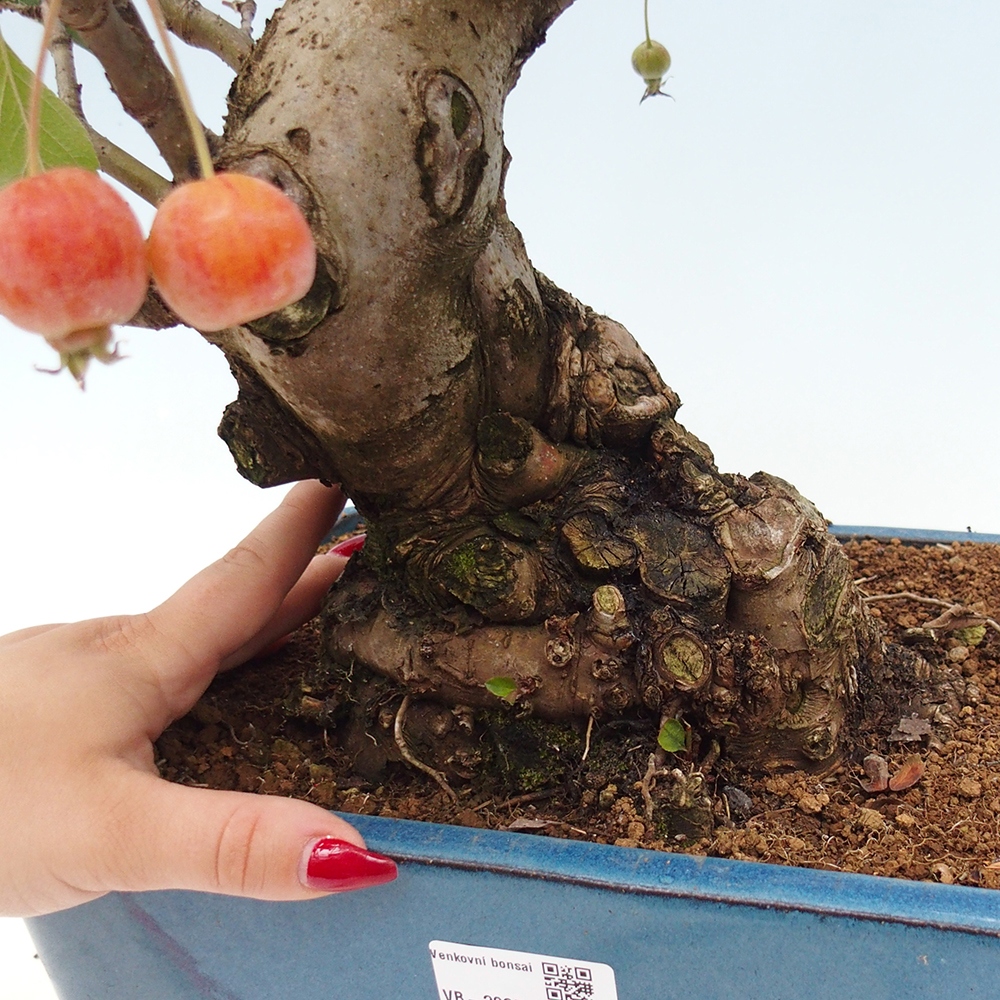 Kültéri bonsai -Malus halliana - Kis gyümölcsű almafa