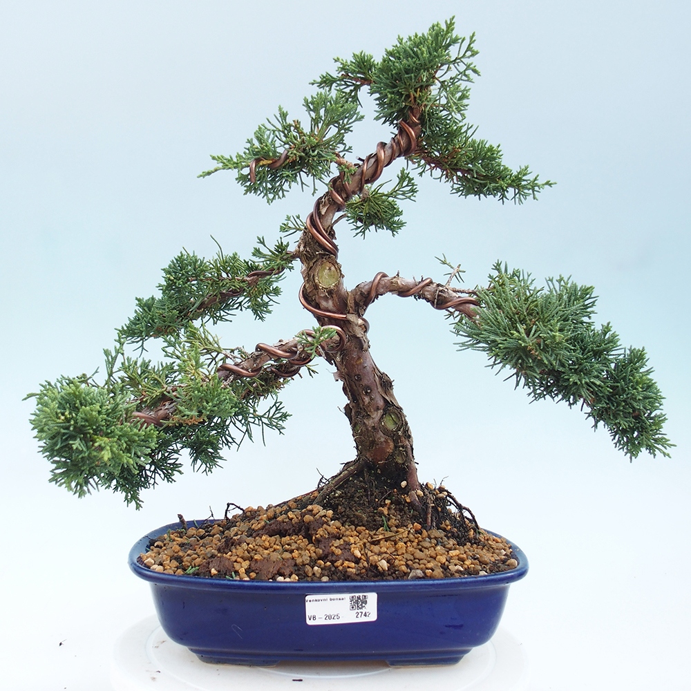 Kültéri bonsai - Juniperus chinensis Kishu