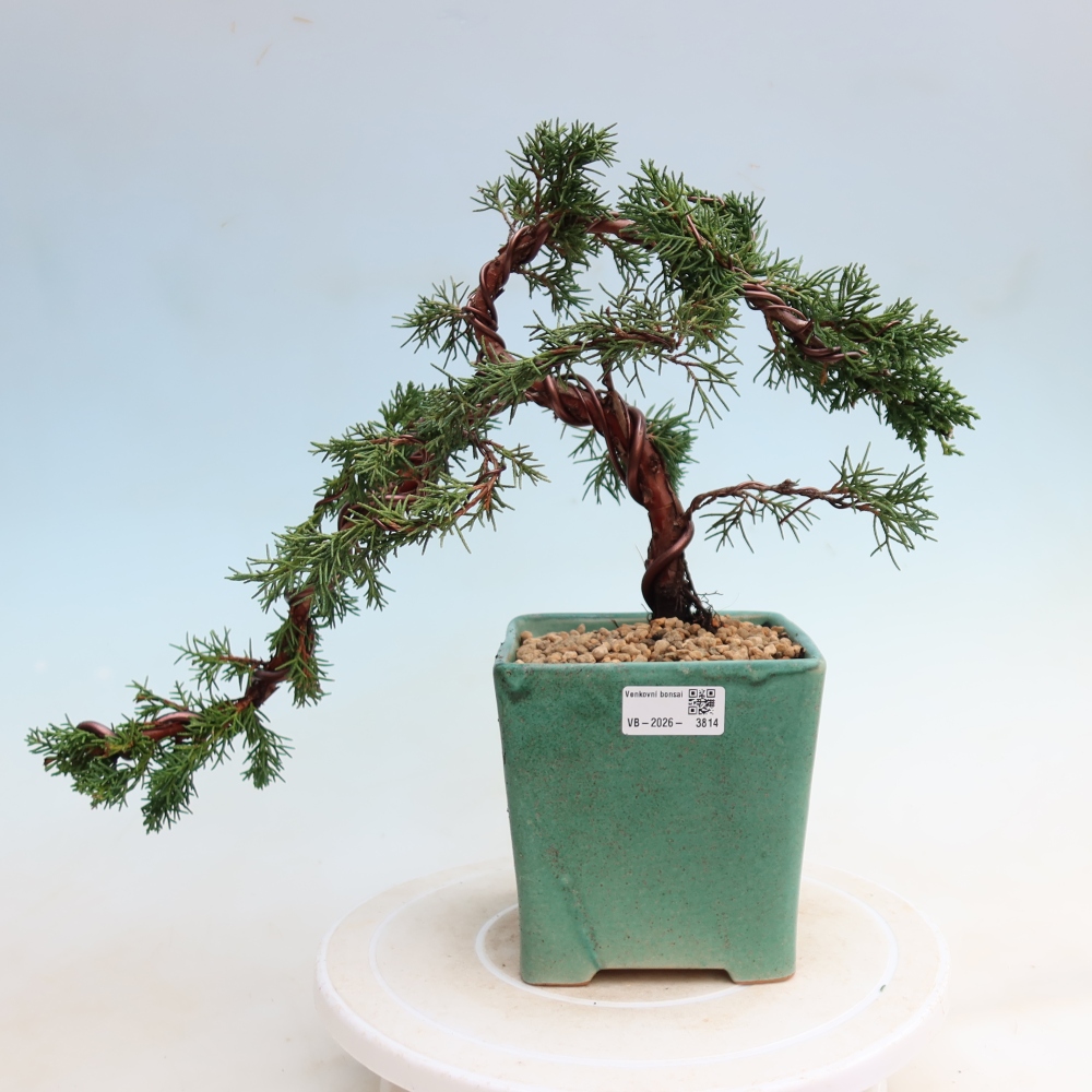 Kültéri bonsai - Juniperus chinensis Kishu