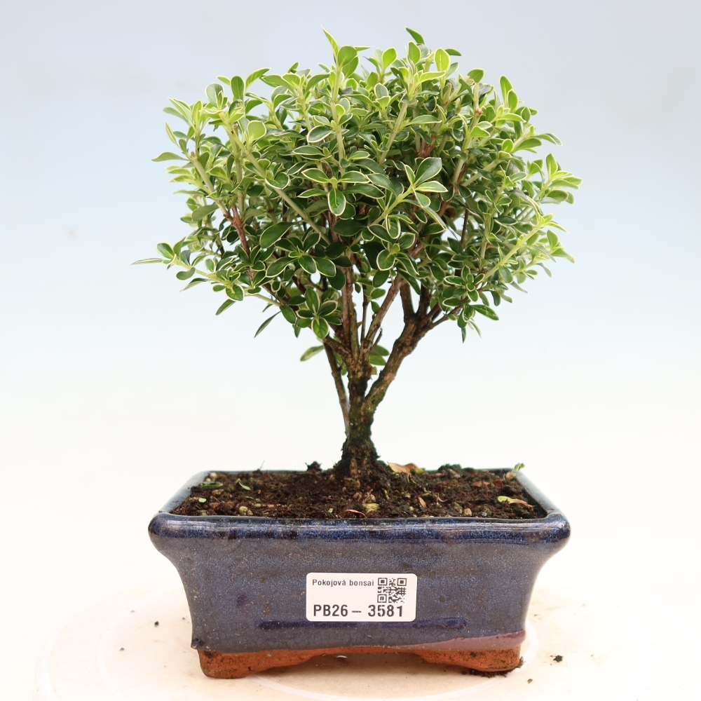 Szobai bonsai - Serissa foetida Variegata - Az ezer csillag fája
