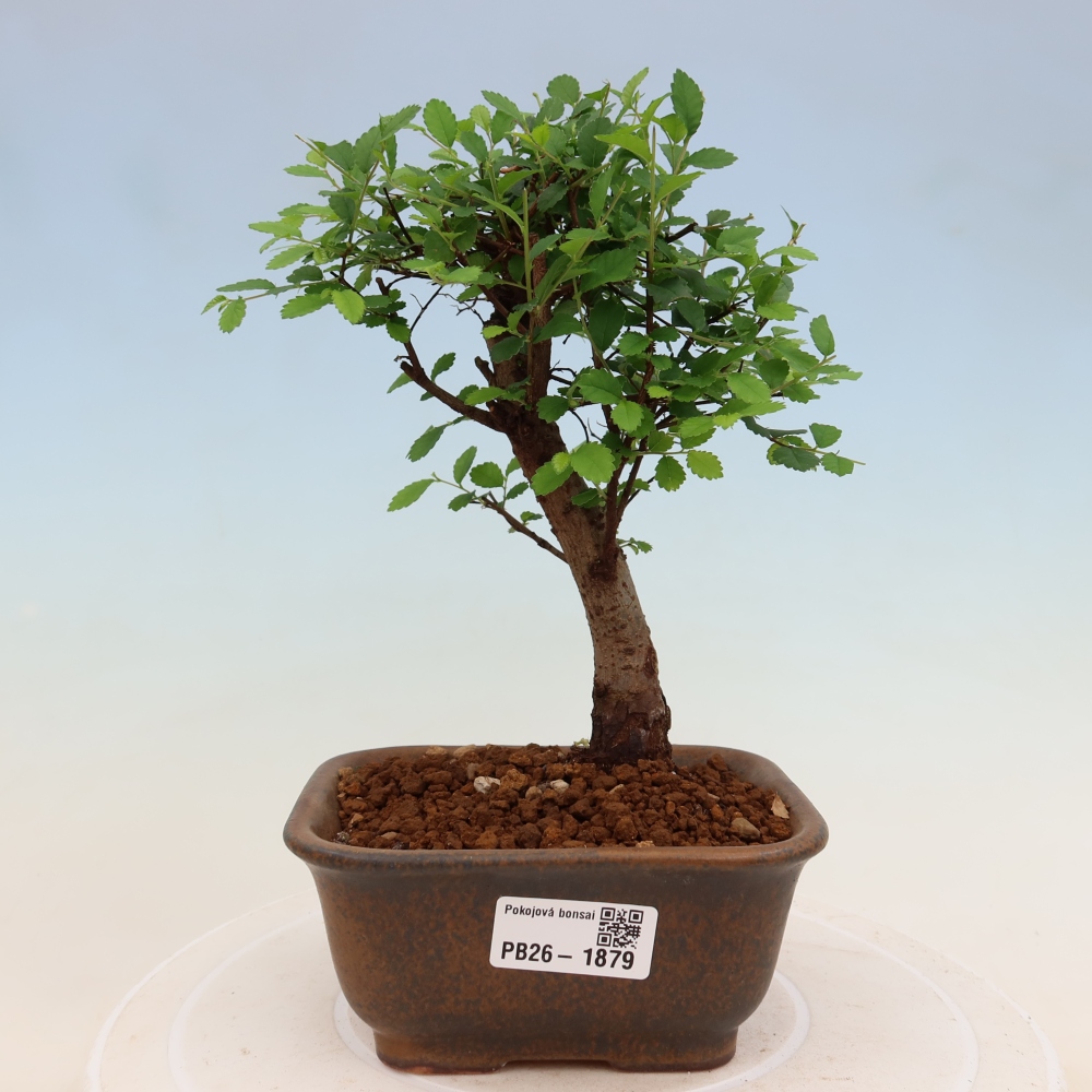 Szobai bonsai - Ulmus parvifolia - Kislevelű szilfa