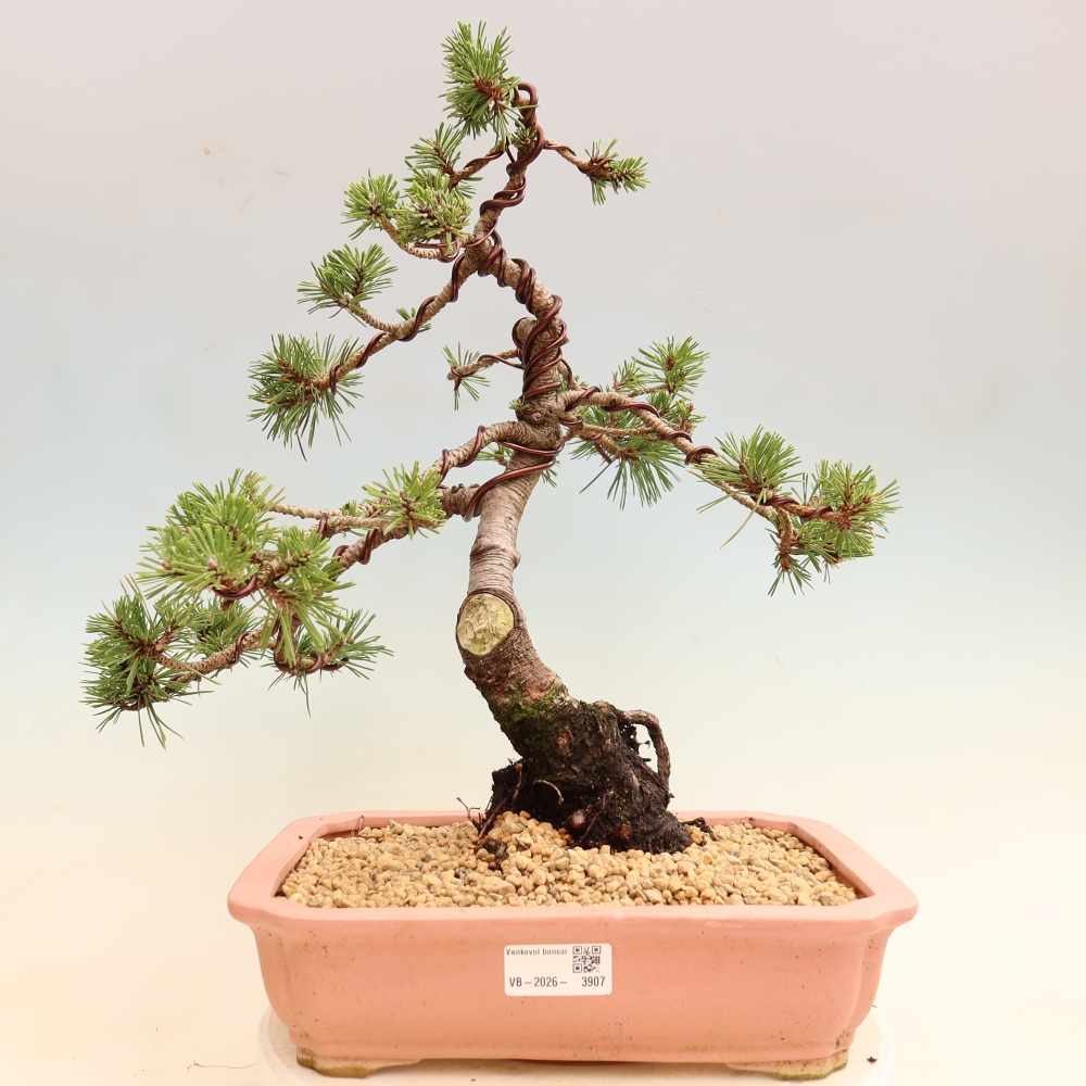Kültéri bonsai – Pinus mugo Humpy – Törpefenyő
