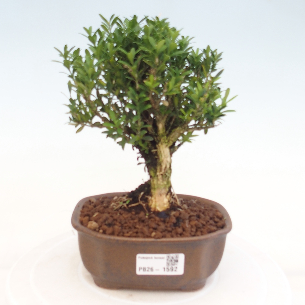 Szobai bonsai - Buxus harlandii - parafa buxus