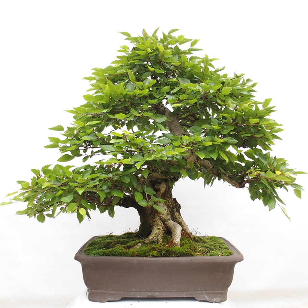 Kültéri bonsai -Carpinus CARPINOIDES - Koreai gyertyánfa