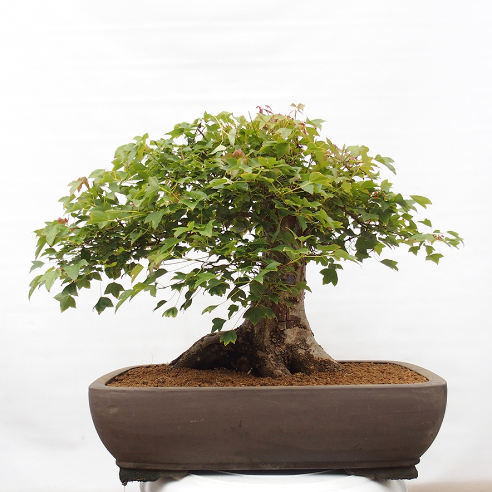 Kültéri bonsai - Acer Buergerianum - Burger juhar