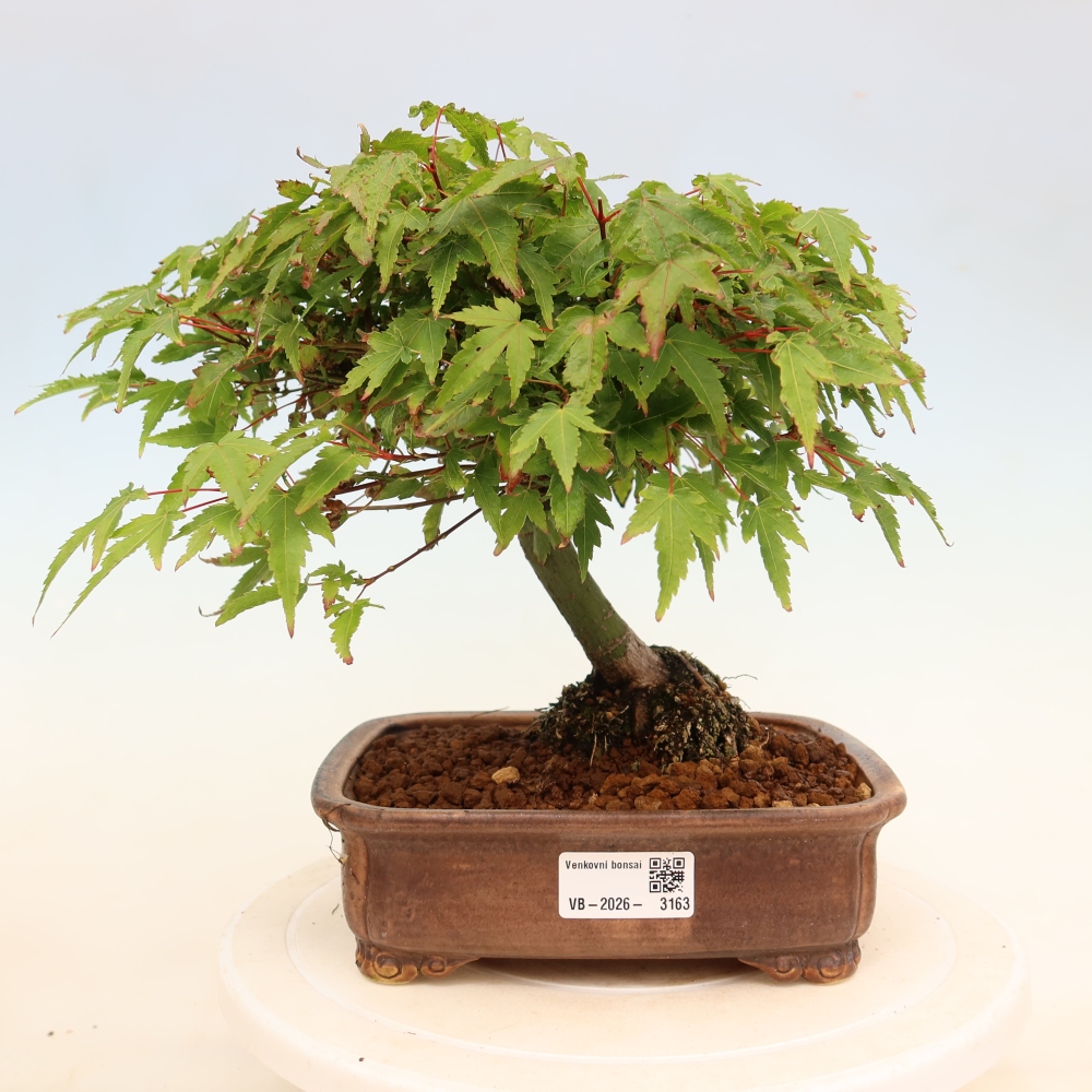 Acer palmatum KIOHIME - Pálma juhar
