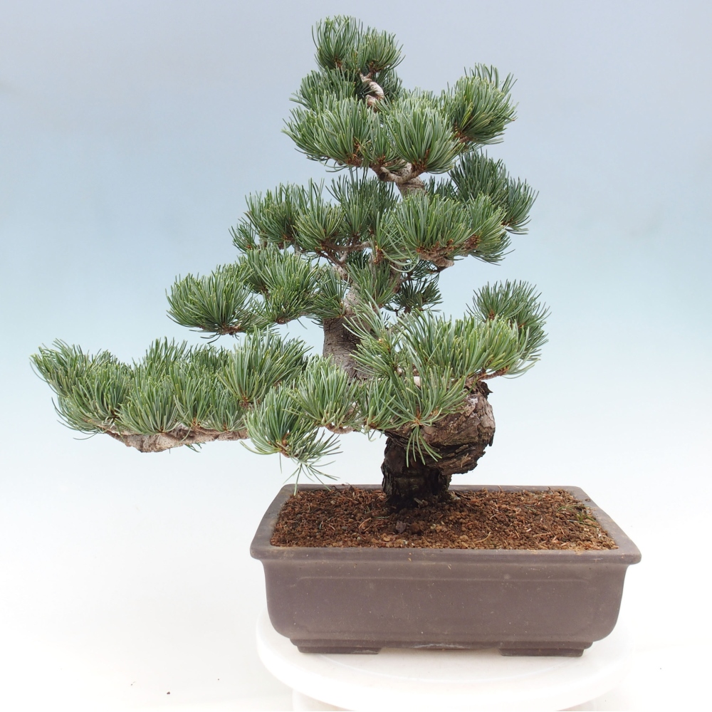 Kültéri bonsai - Pinus parviflora - Pinus parviflora