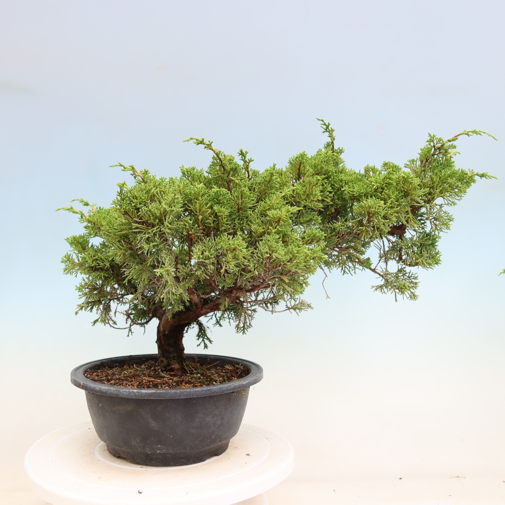 Kültéri bonsai - Juniperus chinensis Itoigawa-Juniperus chinensis