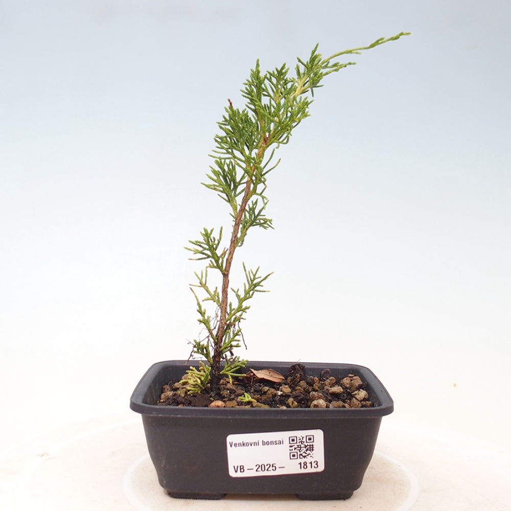 Kültéri bonsai - Juniperus chinensis Itoigawa