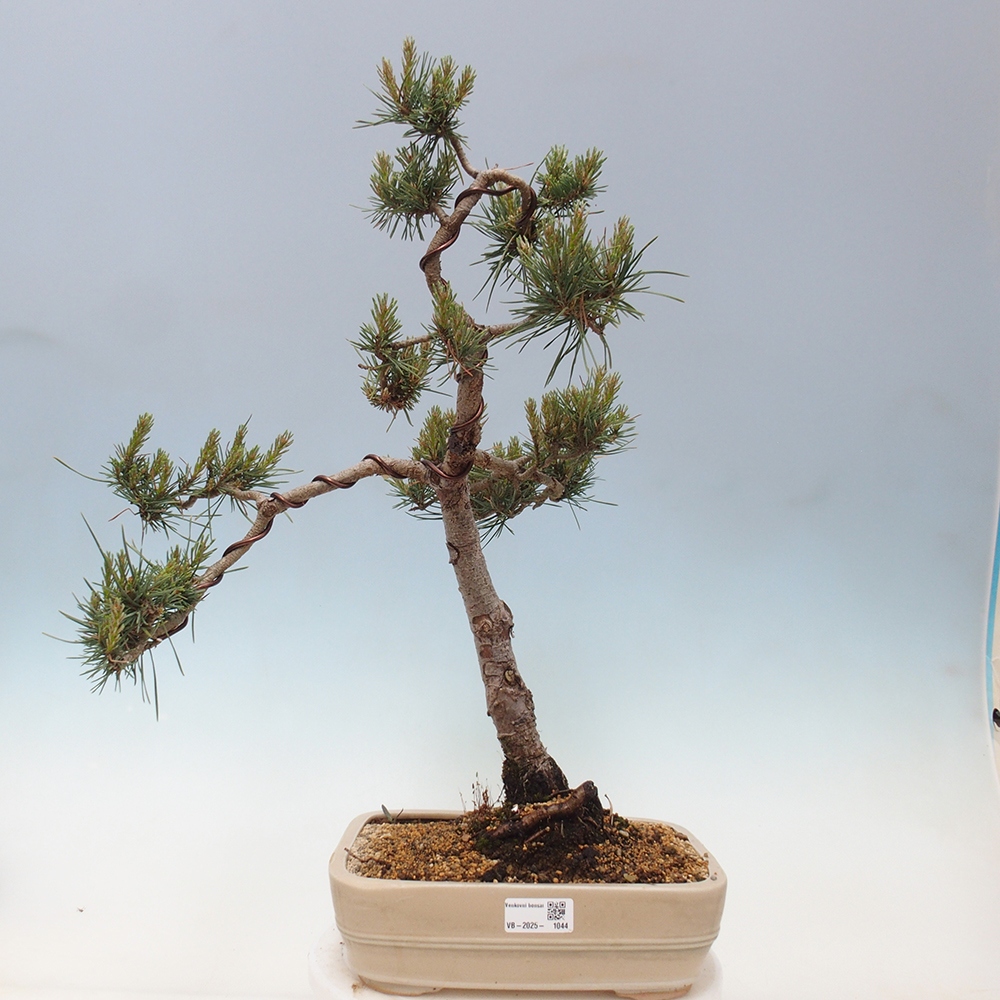 Kültéri bonsai - Pinus Sylvestris Watererri - erdeifenyő