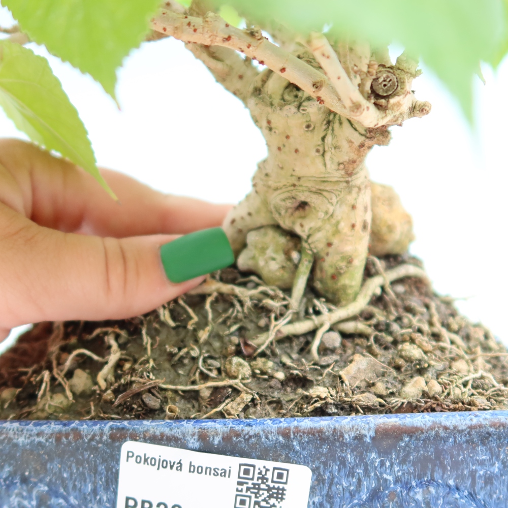 Beltéri bonsai - Hibiscus tiliaceus - tengeri hibiszkusz
