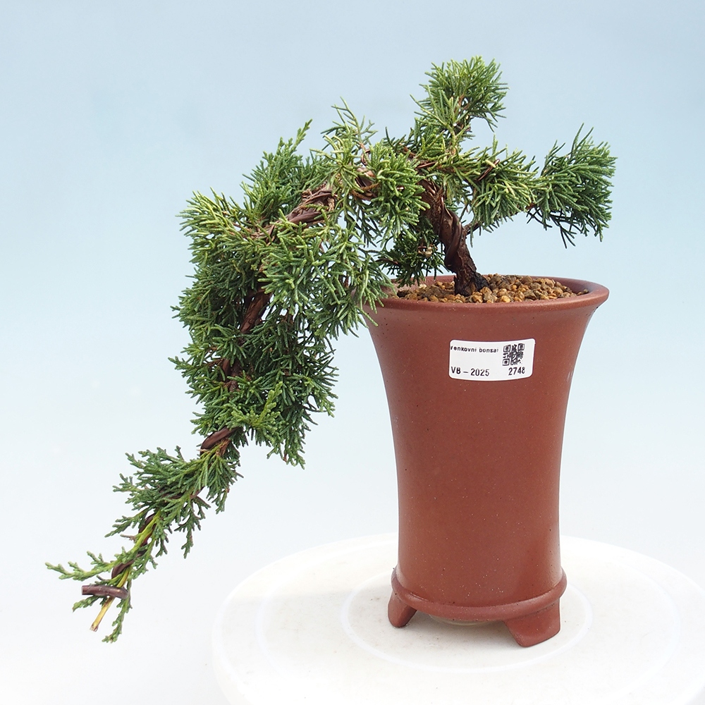 Kültéri bonsai - Juniperus chinensis Kishu