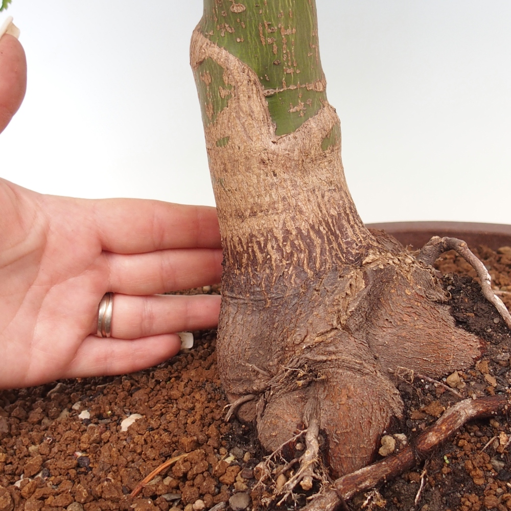 Kültéri bonsai -Javor pálma Acer palmatum Shishigashira