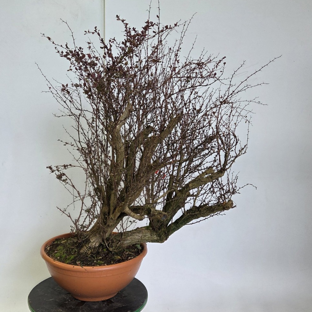 Kültéri bonsai - Borbolya - Berberis thunbergii atropurpurea
