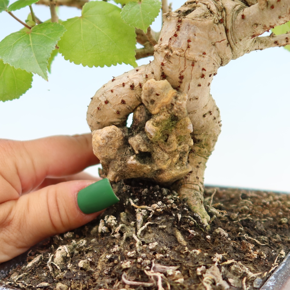 Beltéri bonsai - Hibiscus tiliaceus - tengeri hibiszkusz