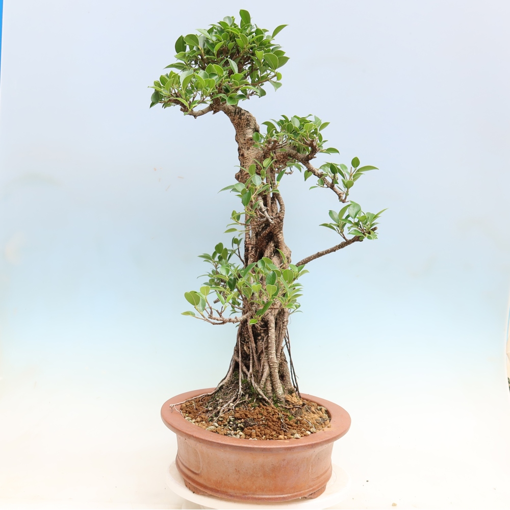 Szobai bonsai - Ficus kimmen - kislevelű fikusz