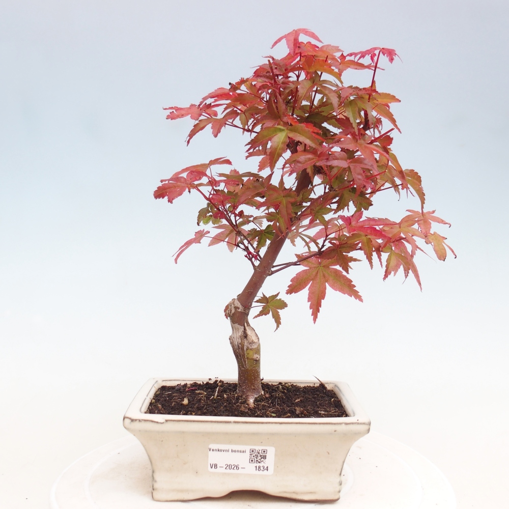 Kültéri bonsai - Acer palmatum DESHOJO