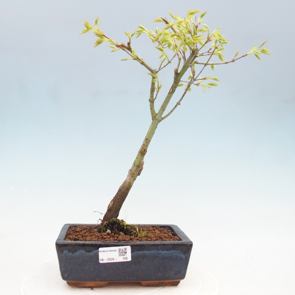 Acer palmatum Aureum - Arany juhar