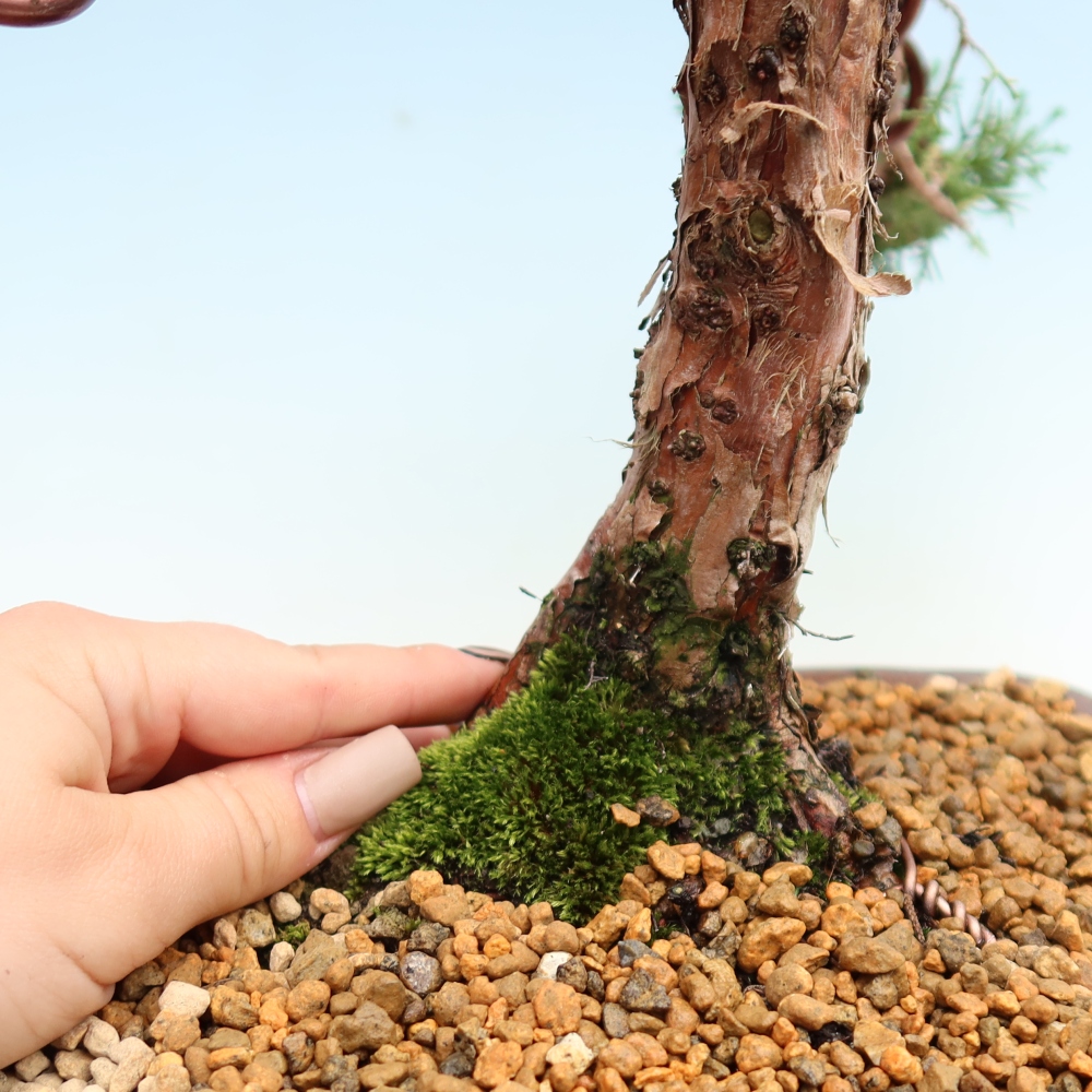 Kültéri bonsai - Juniperus chinensis Kishu