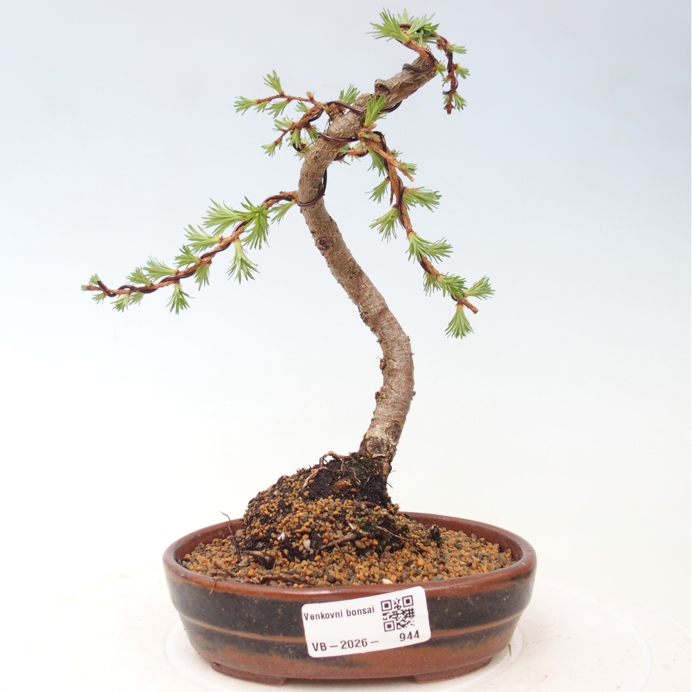 Kültéri bonsai - Larix Kaempferi - Japán vörösfenyő