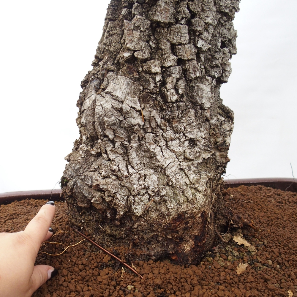 Yamadori - Quercus Ilex - Tölgy magyal