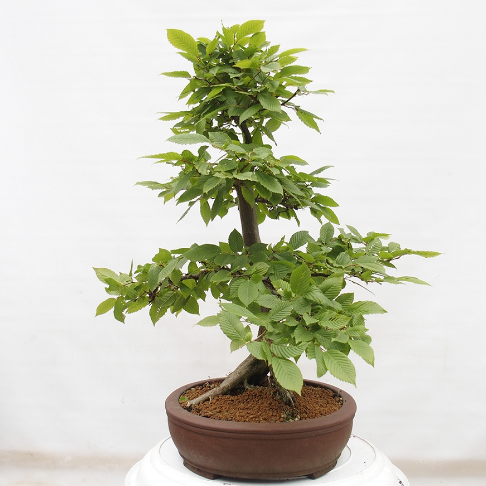 Kültéri bonsai - gyertyán - Carpinus betulus