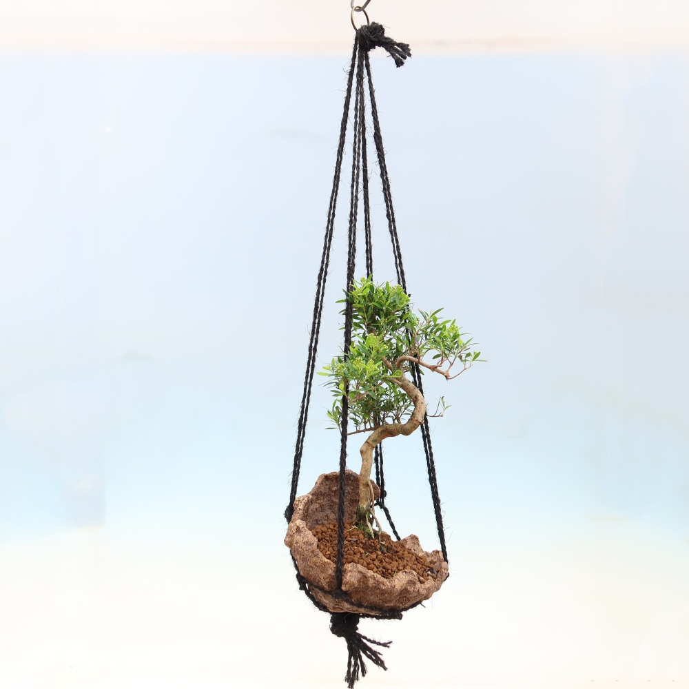 Kokedama kerámiában -Syzygium - Pimento fa