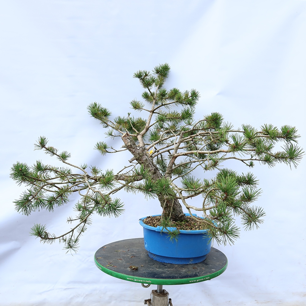 Pinus sylvestris Spanyolország – erdei fenyő
