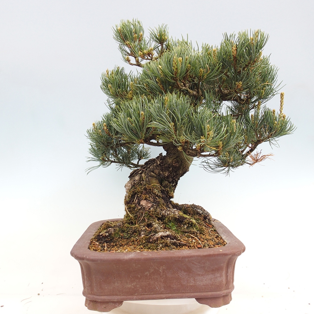 Kültéri bonsai - Pinus parviflora - Pinus parviflora