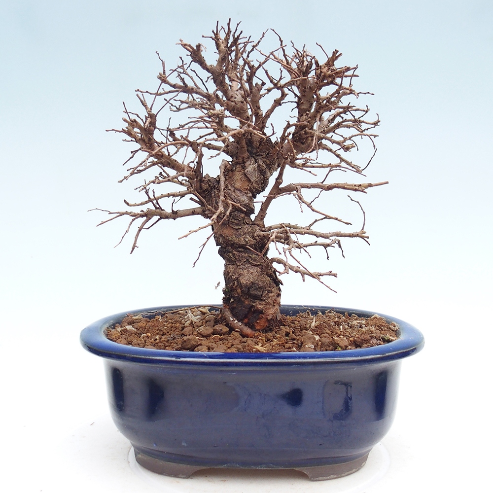 Kültéri bonsai - Zelkova - Zelkova NIRE