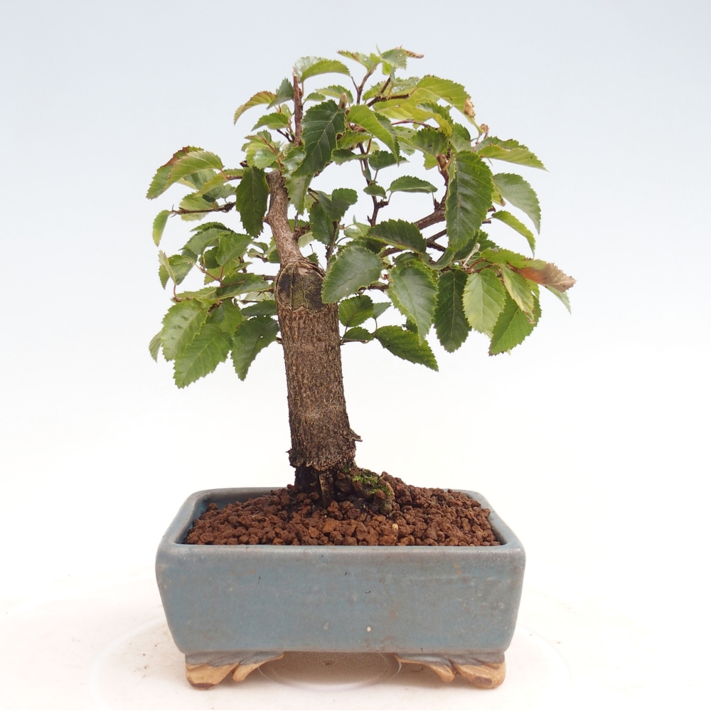 Kültéri bonsai -Carpinus CARPINOIDES - Koreai gyertyánfa