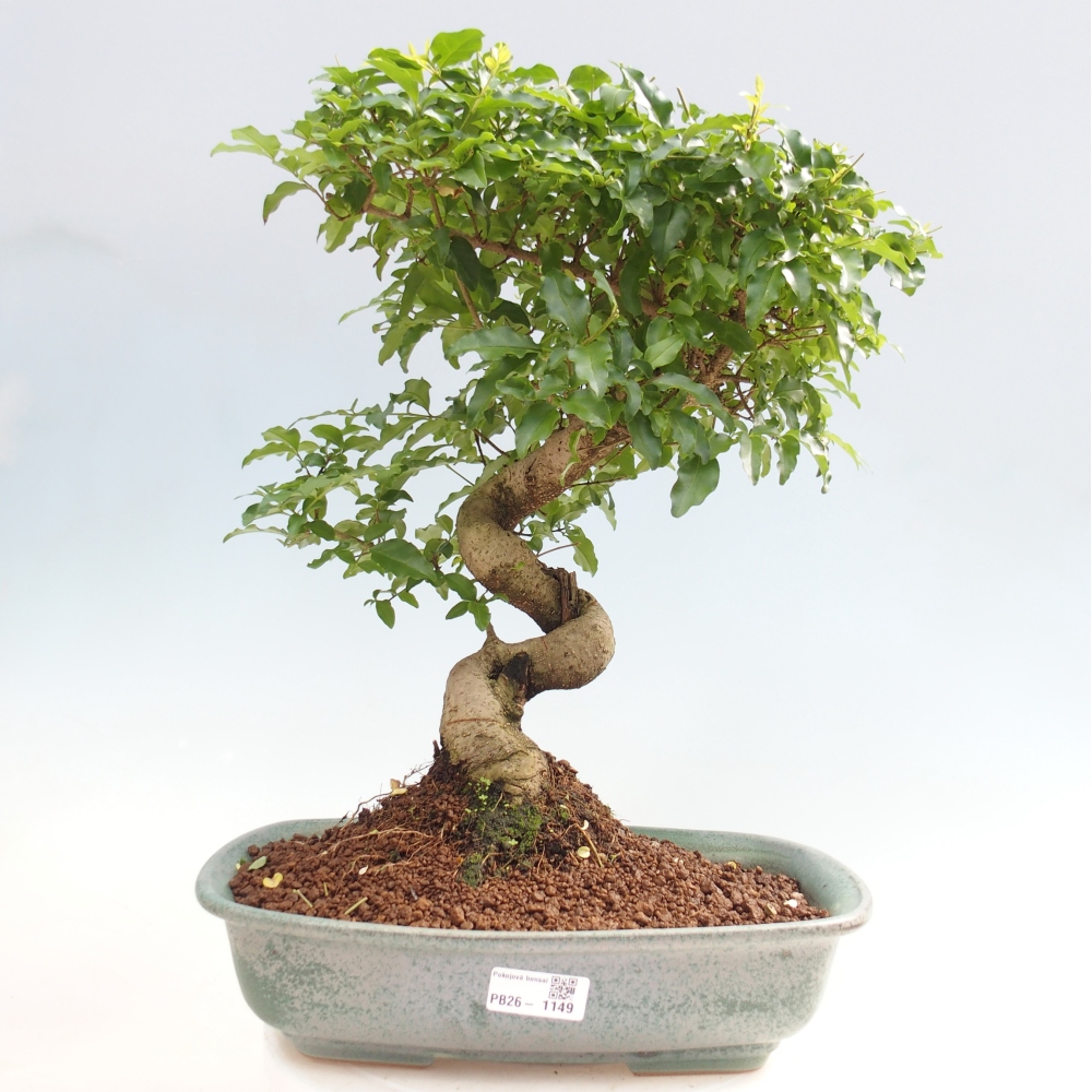 Szobai bonsai -Ligustrum chinensis - Madárcsőr