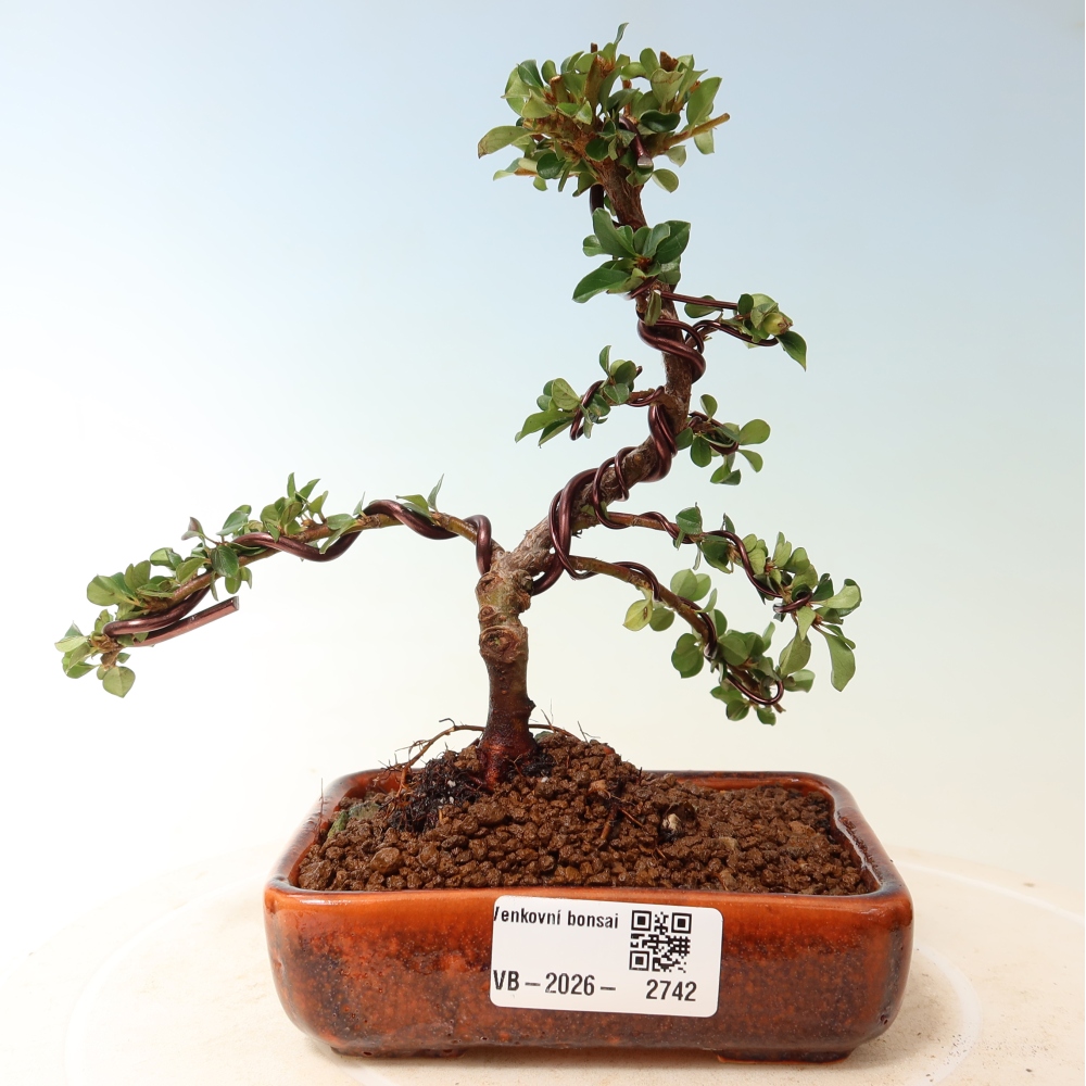 Kültéri bonsai - Cotoneaster horizontalis - Rocky Mountain