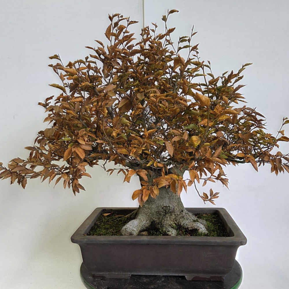 Kültéri bonsai - Fagus crenata