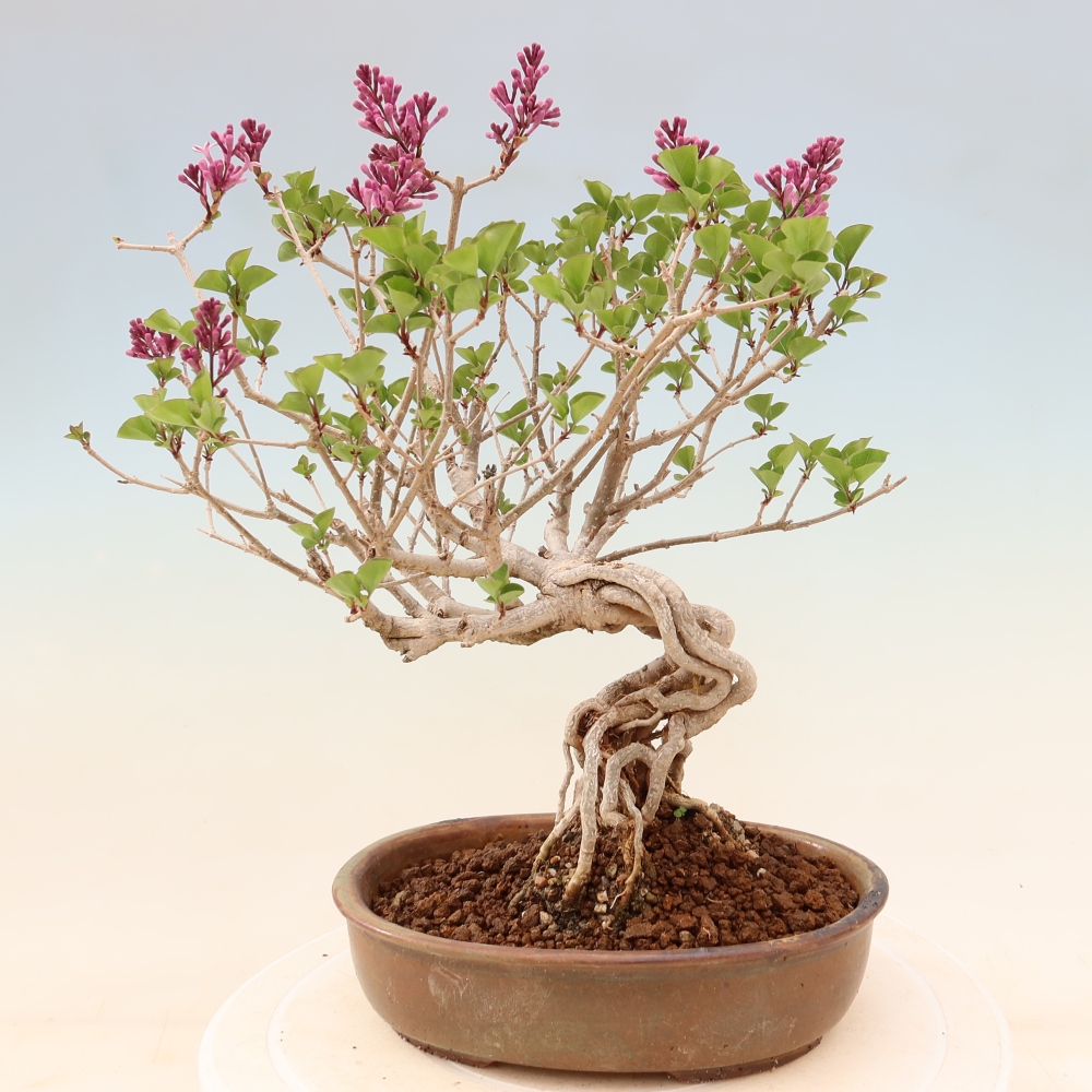 Kültéri bonsai - Syringa microphylla - kisvirágú lila