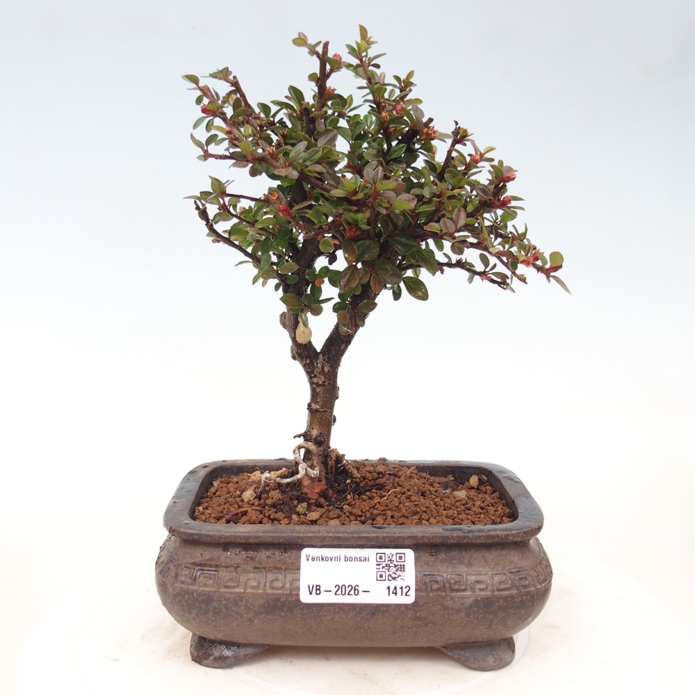 Kültéri bonsai - Cotoneaster horizontalis - Rocky Mountain