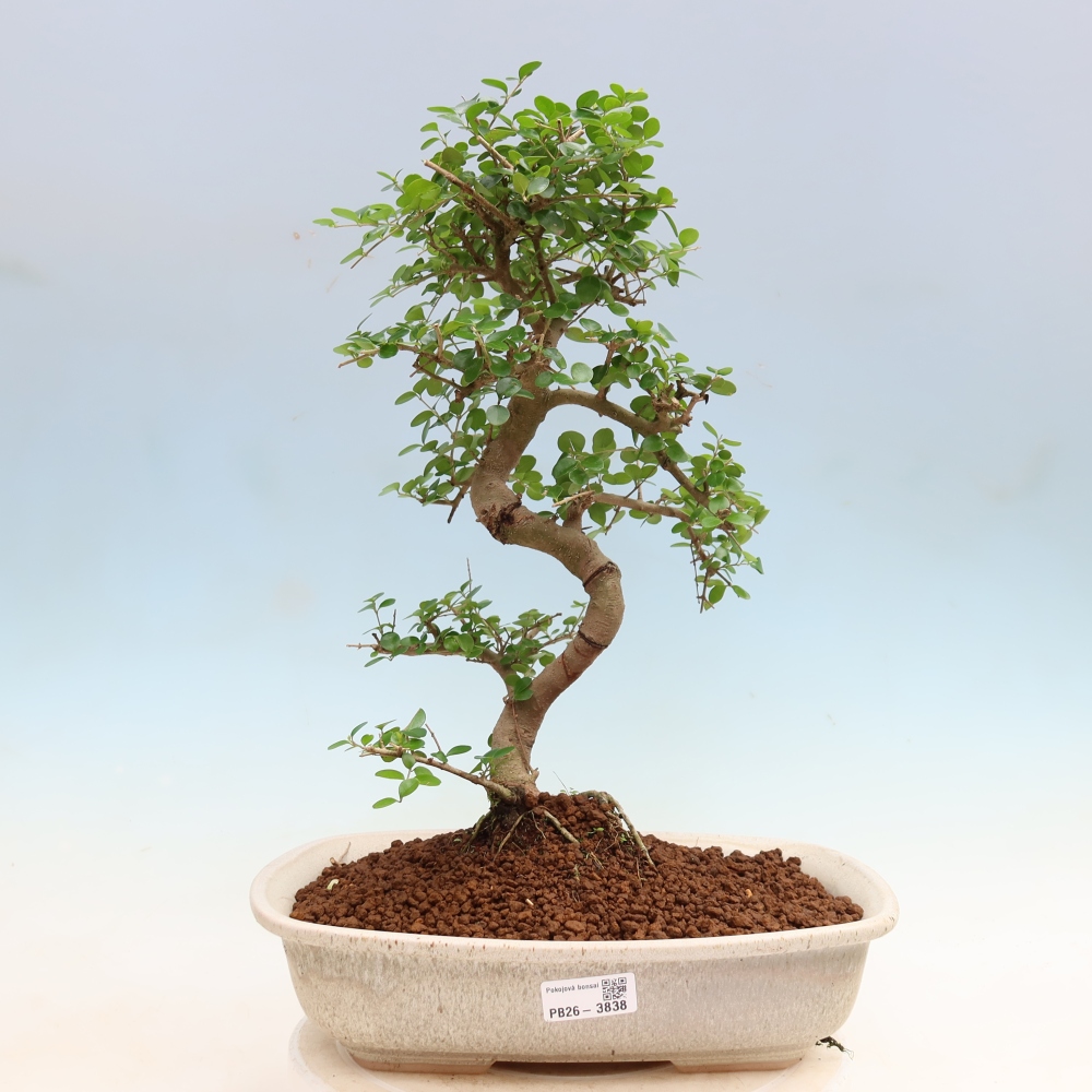 Szobai bonsai -Ligustrum retusa - kislevelű madárcsőrű