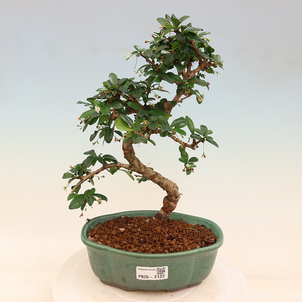 Szobai bonsai - Carmona macrophylla - Tea fuki