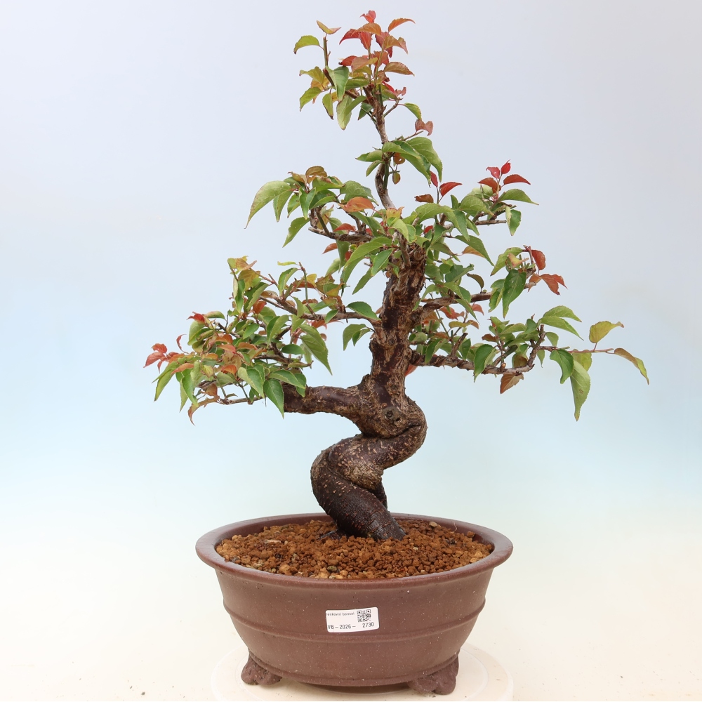 Kültéri bonsai – Japán barack – Prunus Mume